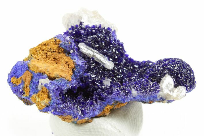 Cerussite Crystals on Sparkling Azurite - Congo #366023
